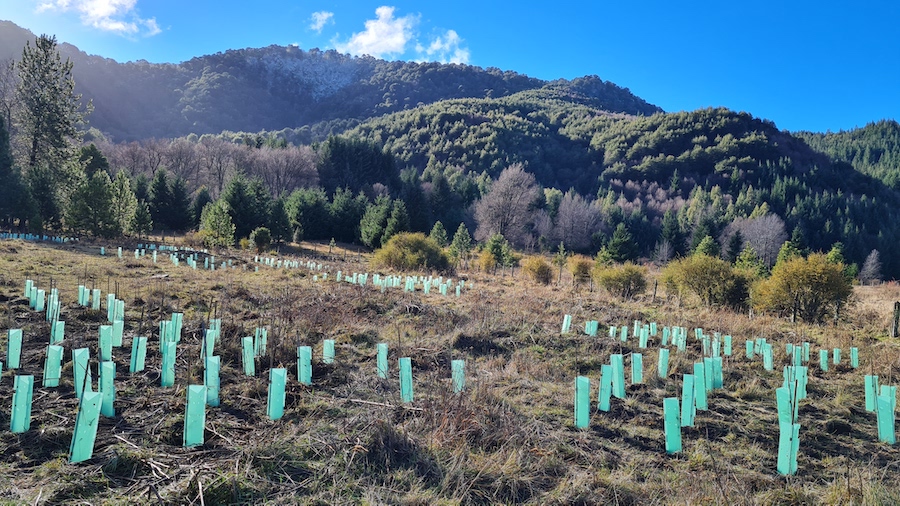 Plantarán más de 23 mil árboles nativos en el sur de Chile este año a