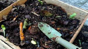 Compost