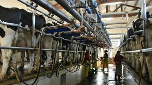 Productores lecheros