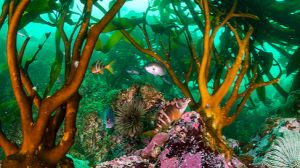 Ecosistema marino único en bahía de Pisagua Ecosistema marino único en bahía de Pisagua