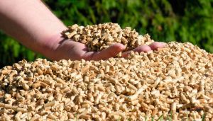 Biomasa en España Biomasa en España