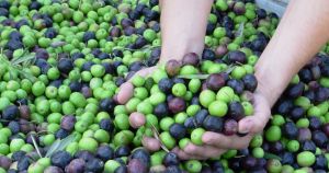 Aceite de oliva chileno se abre camino en mercados internacionales Aceite de oliva chileno se abre camino en mercados internacionales