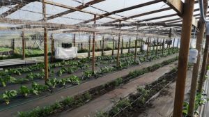 Geotermia para invernadero Geotermia para invernadero