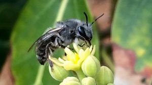 Abeja nativa en flor de palto