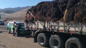 Comunidad científica plantea la urgencia de desarrollar sustentablemente la explotación de algas en Chile