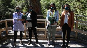 Lanzan proyecto “+Bosques” para la gestión sustentable de más de 25 mil hectáreas de bosque nativo en Chile Lanzan proyecto “+Bosques” para la gestión sustentable de más de 25 mil hectáreas de bosque nativo en Chile