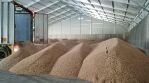 FIC Biobío Pellets realiza pruebas en generación de bioenergía para combustión a partir de muestras de eucalipto FIC Biobío Pellets realiza pruebas en generación de bioenergía para combustión a partir de muestras de eucalipto
