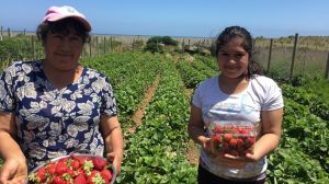 Pequeñas agricultoras serán capacitadas en uso eficiente de agua y generación fotovoltaica para riego Pequeñas agricultoras serán capacitadas en uso eficiente de agua y generación fotovoltaica para riego