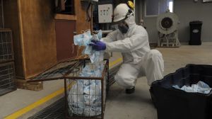 Gestión de desechos: Reciclan mascarillas plásticas y las convierten en nuevos productos