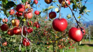 El desafío de la agroindustria por neutralizar su huella de carbono