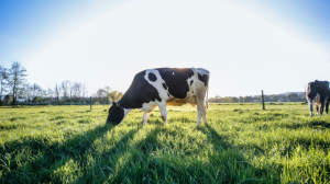 Mesa de Sustentabilidad Ambiental realizará catastro de residuos del sector lechero en Los Lagos