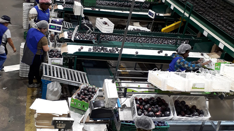 Copefrut aumenta el uso de energía renovable en sus procesos productivos y vela por el 100% en abastecimiento limpio Copefrut aumenta el uso de energía renovable en sus procesos productivos y vela por el 100% en abastecimiento limpio