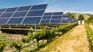 Destacan la incorporación de 250 proyectos agrícolas que han incorporado energías renovables a sus procesos Destacan la incorporación de 250 proyectos agrícolas que han incorporado energías renovables a sus procesos