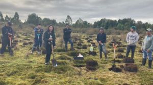 Con cinco mil árboles reforestarán Chiloé gracias a iniciativa de privados y ambientalistas Con cinco mil árboles reforestarán Chiloé gracias a iniciativa de privados y ambientalistas