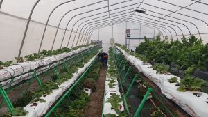 Comunidad Indígena Atacameña integra sistema autónomo de riego solar a sus invernaderos Comunidad Indígena Atacameña integra sistema autónomo de riego solar a sus invernaderos