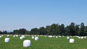 Lechería Circular: Sector lácteo avanza en reciclaje de plásticos