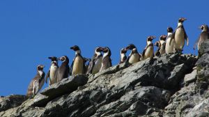 Corte declara admisible recurso presentado por Oceana en contra de la votación que aprobó el proyecto Dominga Corte declara admisible recurso presentado por Oceana en contra de la votación que aprobó el proyecto Dominga