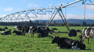 Área de Producción de Leche del Consorcio Lechero presentó el nuevo material técnico para realizar un riego de praderas eficiente en el uso de los recursos agua, energía y forraje.