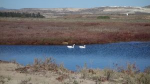 Humedal de Coquimbo, con flora y fauna únicos en el mundo, será reconocido como área de interés internacional Humedal de Coquimbo, con flora y fauna únicos en el mundo, será reconocido como área de interés internacional