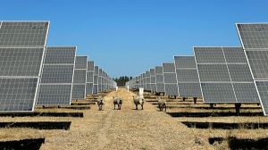 Pastoreo solar, la novedosa iniciativa implementada por Enel Green Power e IM2 Solar en sus plantas fotovoltaicas de Maule y Ñuble Pastoreo solar, la novedosa iniciativa implementada por Enel Green Power e IM2 Solar en sus plantas fotovoltaicas de Maule y Ñuble