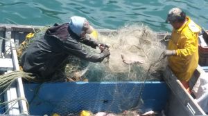 Estudio alerta que más de 290 toneladas de residuos plásticos de la pesca artesanal quedarían en el mar anualmente en Chile Estudio alerta que más de 290 toneladas de residuos plásticos de la pesca artesanal quedarían en el mar anualmente en Chile