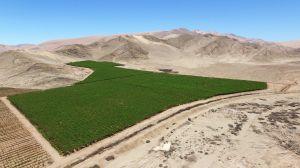 Programa optimizará el uso de agua y energía para la agricultura chilena en el desierto Programa optimizará el uso de agua y energía para la agricultura chilena en el desierto