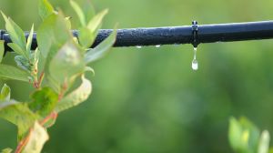 Proyecto de investigación UAI busca solucionar el problema de las aguas contaminadas con nitratos en zonas rurales Proyecto de investigación UAI busca solucionar el problema de las aguas contaminadas con nitratos en zonas rurales
