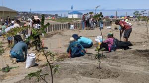 Vecinos plantan mil especies para conservar Humedal de Cartagena Vecinos plantan mil especies para conservar Humedal de Cartagena