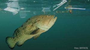 Día Mundial del Medio Ambiente: Contaminación por microplásticos atenta contra la cadena alimenticia de América Latina Día Mundial del Medio Ambiente: Contaminación por microplásticos atenta contra la cadena alimenticia de América Latina