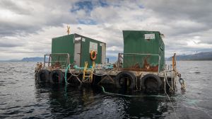 Greenpeace denuncia existencia de residuos y desechos de bodegas salmoneras abandonadas flotando en el mar de la Patagonia Chilena