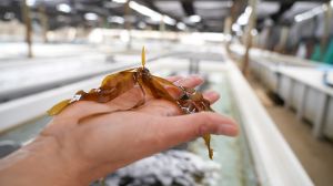 Anglo American impulsa el primer proyecto de Carbono Azul en Chile para combatir los efectos del cambio climático Anglo American impulsa el primer proyecto de Carbono Azul en Chile para combatir los efectos del cambio climático