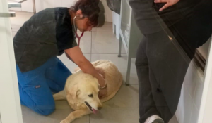 Más de 40 animales afectados por incendios recibieron atención gratuita en sede Viña del Mar de UDLA