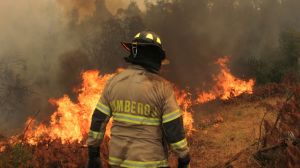 Gremios madereros advierten: “Chile necesita una buena ley de incendios, no simplifiquemos un problema complejo” Gremios madereros advierten: “Chile necesita una buena ley de incendios, no simplifiquemos un problema complejo”