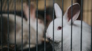 Seis países en América Latina ya han prohibido los experimentos en animales para la industria cosmética