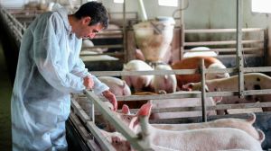 Chile será sede del primer encuentro de Bienestar Animal en América Latina Chile será sede del primer encuentro de Bienestar Animal en América Latina