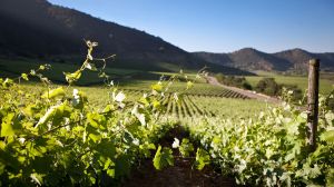 VSPT Wine Group redujo en un 14% la intensidad de emisiones de CO2 por litro de vino producido