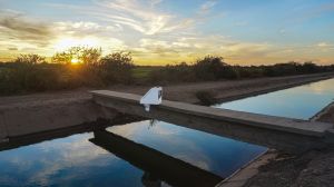 Innovación y sostenibilidad: claves para enfrentar la escasez hídrica en la agricultura Innovación y sostenibilidad: claves para enfrentar la escasez hídrica en la agricultura