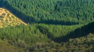 Industria forestal chilena marca ventaja ante norma europea de Deforestación Cero Industria forestal chilena marca ventaja ante norma europea de Deforestación Cero