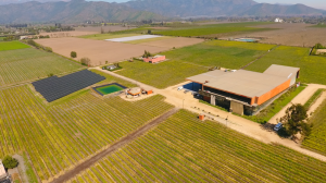 Viña Santa Ema destaca producción sostenible y agricultura regenerativa al celebrar 30 años de su vino ícono Catalina