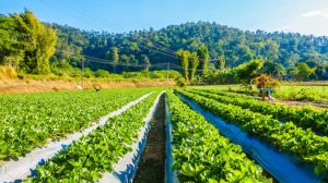 Del instinto al dato: una nueva cultura para gestionar el agua en la agricultura