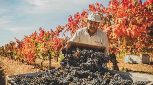 Viña TerraNoble es reconocida por su compromiso con la sostenibilidad social y las comunidades