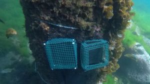 Instalan tecnología de monitoreo marino en Juan Fernández para proteger su biodiversidad